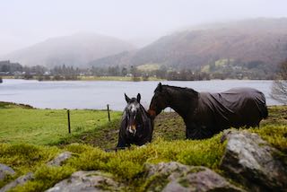 Two horses with a mountain in the background