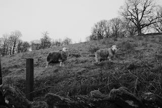 Two sheep in black and white