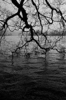 Tree branches over a lake