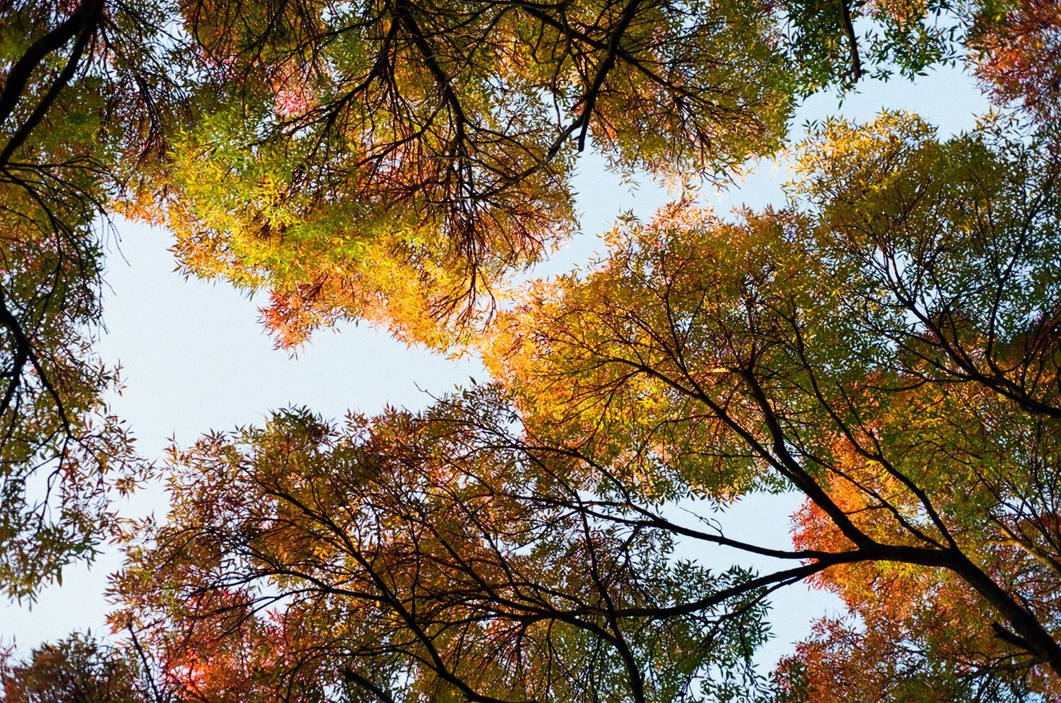 Golden leaves, London (Kodak Ultramax 400)