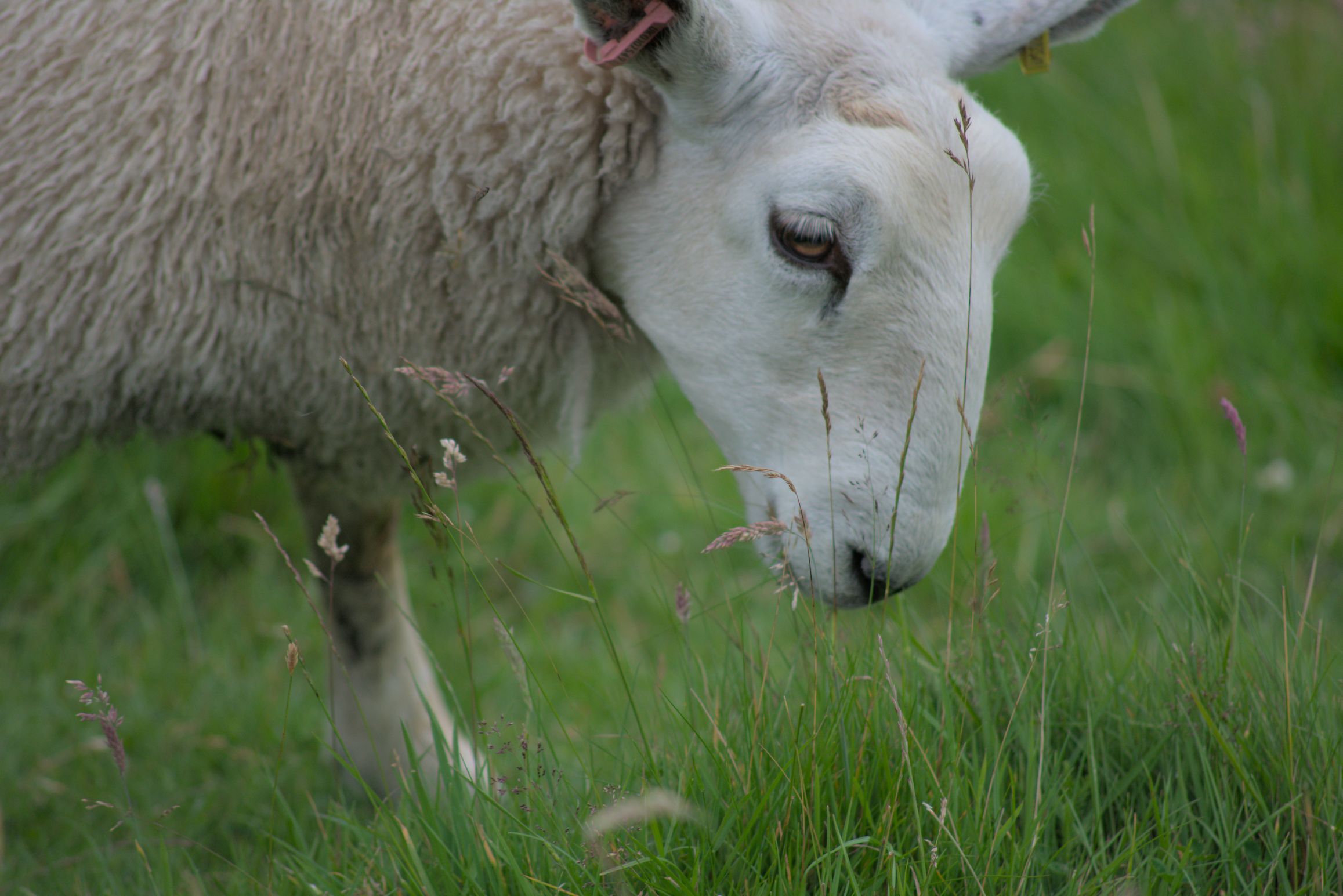 Sheep in meadow
