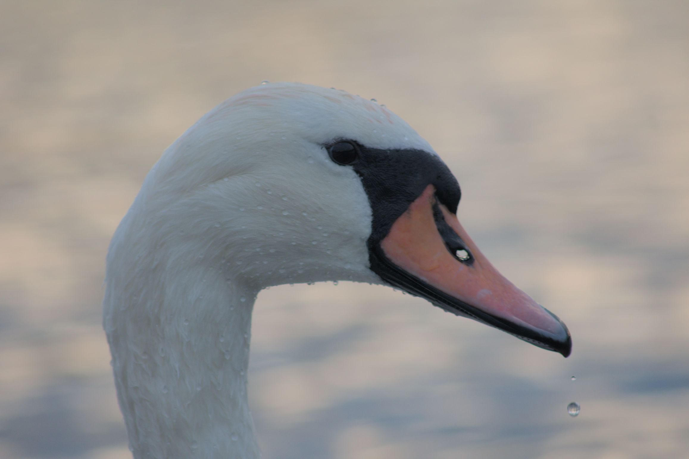Swan in Round pond